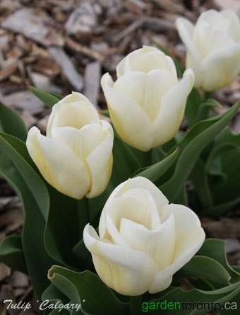 Tulip Toronto